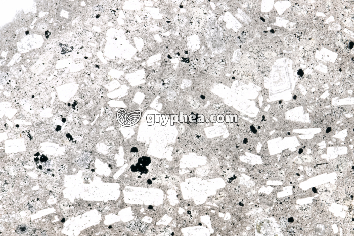 Andésite LPNA x3 - gryphea.org